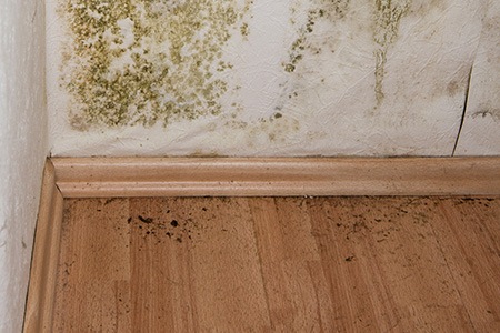 Mold from the basement affecting upstairs